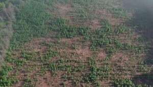 Intentan debilitar  logística de Macho con la destrucción de marihuanales - Policiales - ABC Color