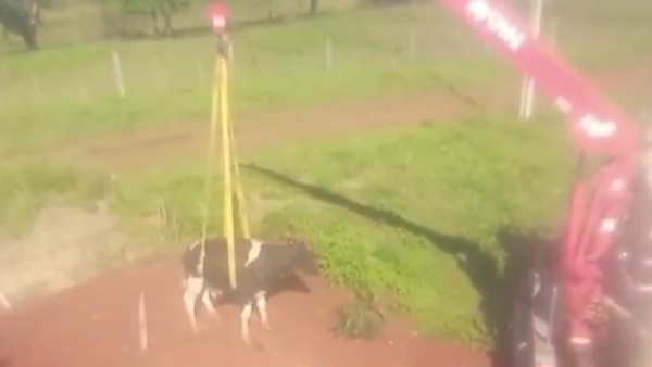 Bomberos rescatan a una vaca que cayó a un pozo ciego en construcción en Fram, Itapúa