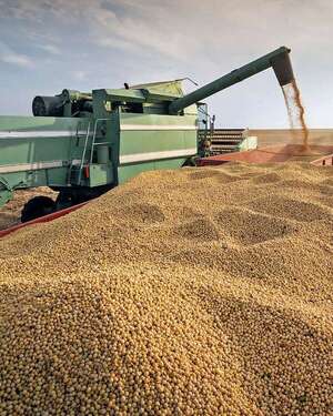 Soja: febrero reactivó exportaciones  - ABC Rural - ABC Color
