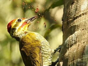 Los pájaros carpinteros o ypekû: ingenieros y arquitectos del bosque (Parte 2)