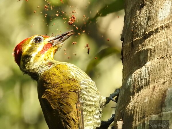 Los pájaros carpinteros o ypekû: ingenieros y arquitectos del bosque (Parte 2)