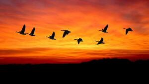 ¿Puede el mundo salvar el ave costera que vuela 30.000 kilómetros por año?