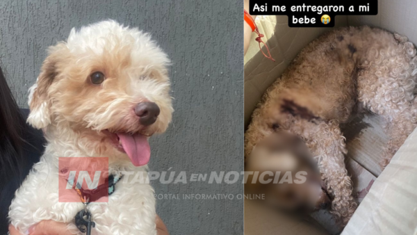 LLEVÓ A SU PERRO PARA UN CORTE DE PELO Y SE LO DEVOLVIERON MUERTO 