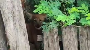 Video: Un aguara guasu aparece y causa sorpresa en la zona del Bañado Sur de Asunción