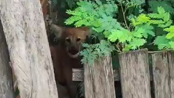 Video: Un aguara guasu aparece y causa sorpresa en la zona del Bañado Sur de Asunción