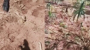 Doña está harta de los chanchos de su vecina