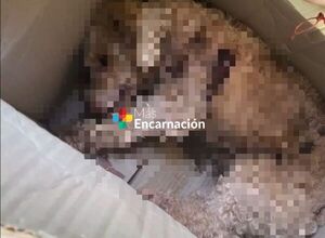 Denuncian a veterinaria por muerte de perro en su local