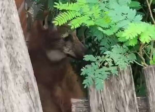 Video: el rescate de un aguara guasu que movilizó al Bañado Sur - Nacionales - ABC Color