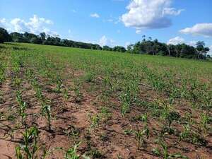 Choré: pequeños productores de maíz esperan una excelente cosecha tras las lluvias - Nacionales - ABC Color