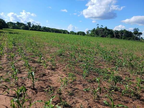 Choré: pequeños productores de maíz esperan una excelente cosecha tras las lluvias - Nacionales - ABC Color