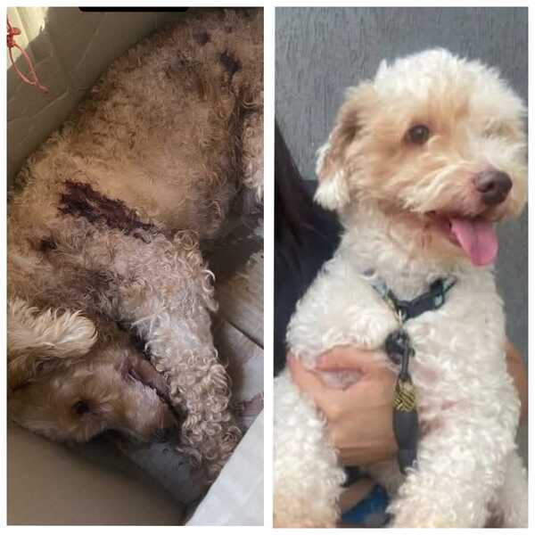 Popular / Doña denunció que mandó bañar a su perro en veterinaria ha ome'ẽ chupe hikuái sin vida