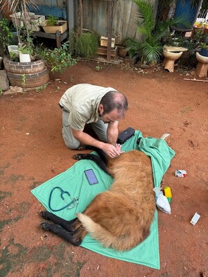 Rescatan y trasladan a un aguará guasú hallado en Asunción