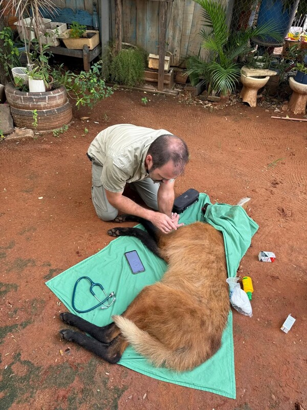 Rescatan y trasladan a un aguará guasú hallado en Asunción