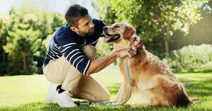 Diccionario perruno: las diez palabras que todo perro debería conocer - Mascotas - ABC Color