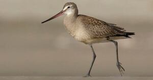 La Nación / COP15: el desafío de proteger el ave que vuela 30.000 kilómetros por año