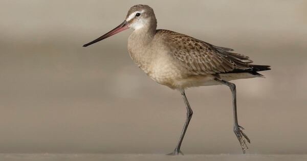 La Nación / COP15: el desafío de proteger el ave que vuela 30.000 kilómetros por año