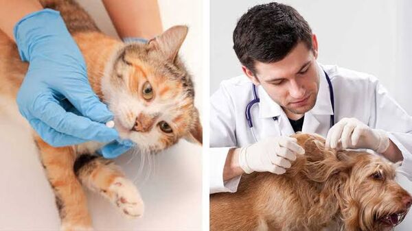 Salud animal y humana: Concientizan sobre los riesgos de no desparasitar a las mascotas