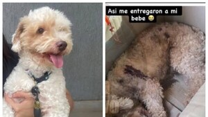 Llevó a su perrito a la peluquería y le devolvieron muerto anga
