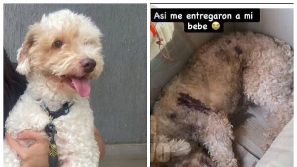 Llevó a su perrito a la peluquería y le devolvieron muerto anga