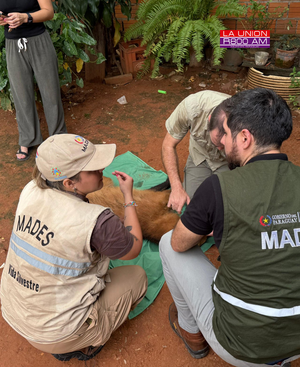 Exitoso rescate y relocalización de un Aguará Guasú en plena zona urbana de Asunción