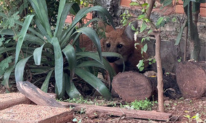Aguará Guasú encontrado en vivienda de Asunción es rescatado y devuelto a su hábitat - OviedoPress