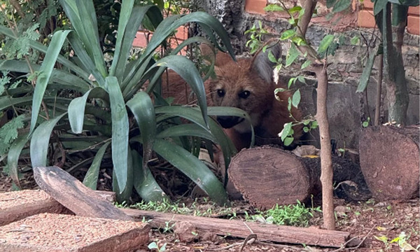 Aguará Guasú encontrado en vivienda de Asunción es rescatado y devuelto a su hábitat - OviedoPress