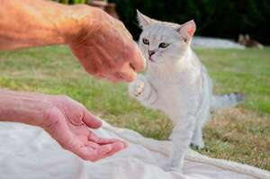 Cinco señales corporales que advierten que un gato está a punto de perder la paciencia - Mascotas - ABC Color