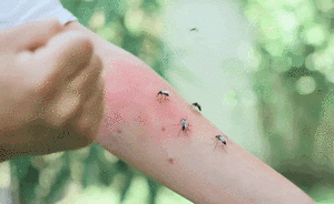 Invasión de mosquitos: esto dice el Senepa - Nacionales - ABC Color