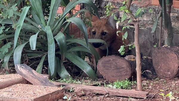 Popular / ¡Casi matan a un aguara guasu por confundirlo con el Luisón!