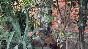 Aguara guasu rescatado en el Bañado Sur fue liberado en el Bajo Chaco