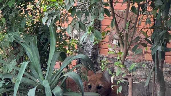Aguara guasu rescatado en el Bañado Sur fue liberado en el Bajo Chaco