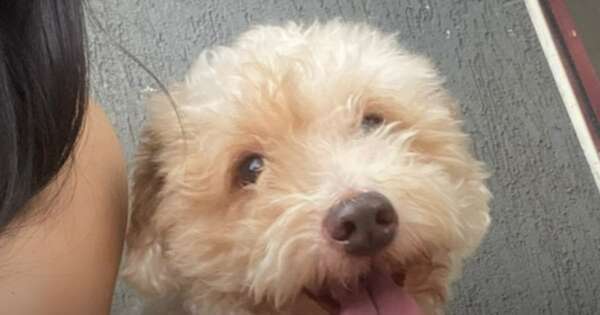 La Nación / Itapúa: dejó a su perro para un baño en una veterinaria y lo devolvieron sin vida