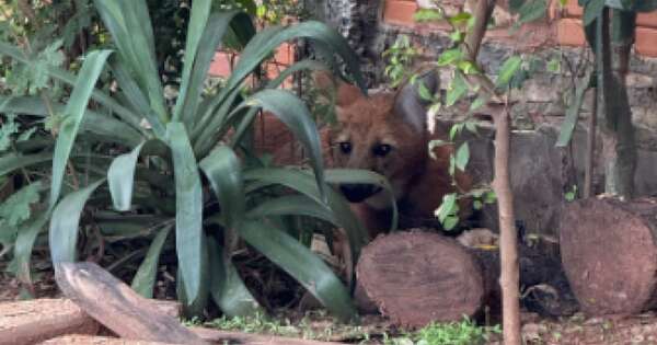 La Nación / En zona segura lieran a aguará guazú rescatado en el Bañado Sur