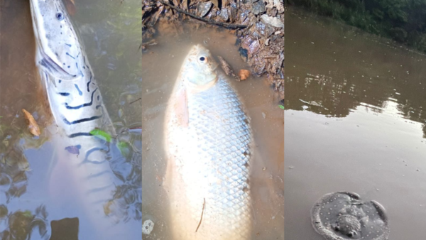 Denuncian reiterada mortandad de peces en el río Pirapó y apuntan a fábrica de etanol