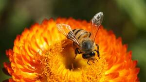 El tamaño importa: las abejas bailan mejor cuanto más público tienen