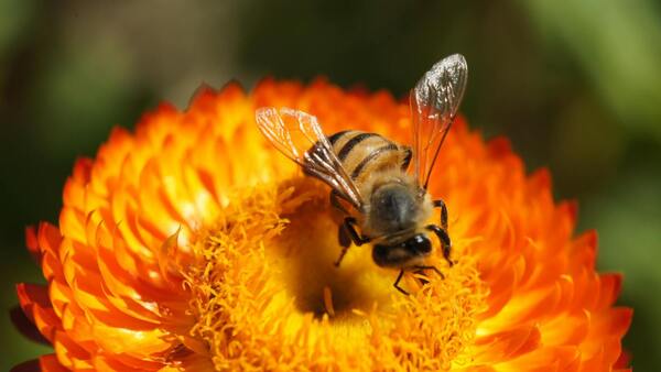El tamaño importa: las abejas bailan mejor cuanto más público tienen