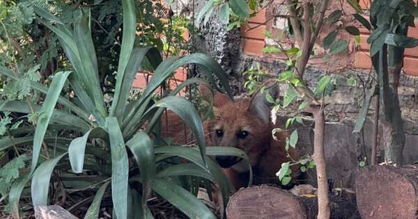 Diario HOY | Rescatan a un ejemplar de aguará guasú en el Bañado Sur