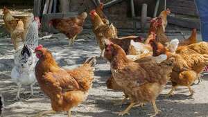 Gripe aviar: continúa el bloqueo preventivo de Paraguay - ABC Rural - ABC Color