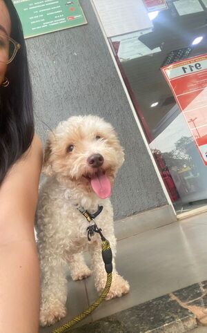 Llevó a su perrito para un corte y la veterinaria le devolvió muerto | Unicanal