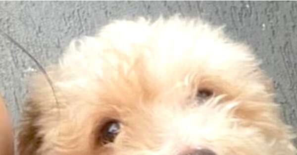 La Nación / Le devolvieron a su perro sin vida