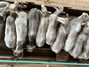 Mercado del gordo con “precios dispares”, en un año que proyecta “tendencia firme hacia adelante”