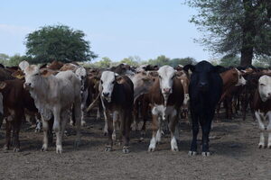 Senacsa prorroga la vacunación contra la fiebre aftosa y extiende el plazo hasta abril