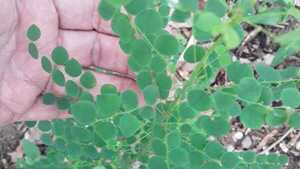 ¿Ayuda el para para'i a cuidar el riñón?