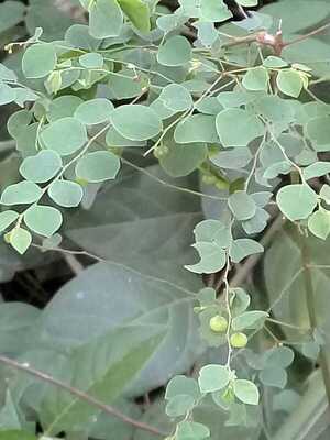 ¿Ayuda el para para’i a cuidar el riñón?