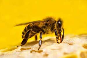 Las abejas bailan mejor cuando tienen público: qué descubrió la ciencia - Ciencia - ABC Color