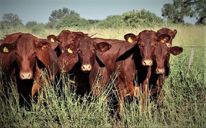 Senacsa impulsa fondo de financiamiento para recuperar el stock bovino y fortalecer la producción