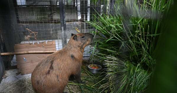 La Nación / Ocho detenidos por apalear a un capibara en Rio de Janeiro