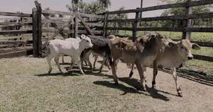 La Nación / Senacsa invierte G. 40.000 millones en bonos para impulsar al sector pecuario