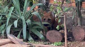Popular / Rescatan a aguara guasú del Bañado Sur