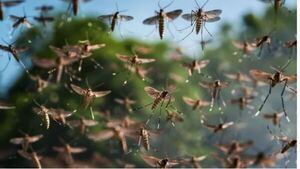 12 tips para ahuyentar a los mosquitos kavaju